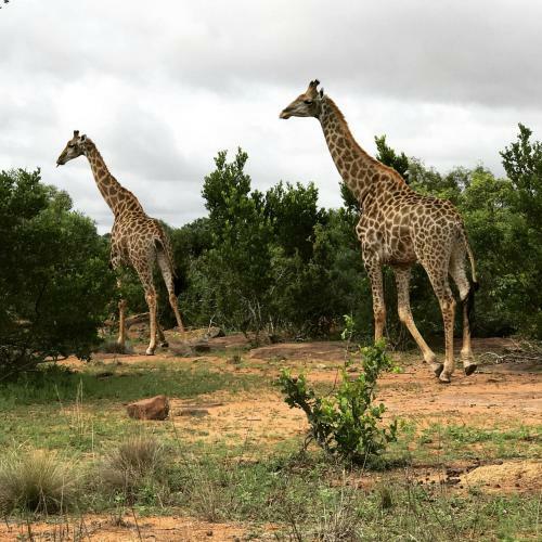 Lodge Olievenfontein Private Game Reserve