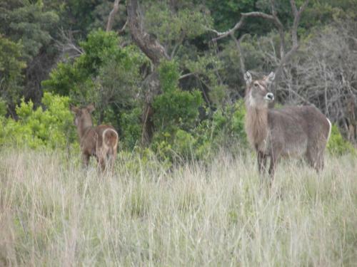 Lodge Olievenfontein Private Game Reserve