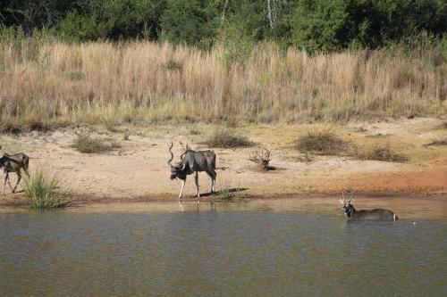 Lodge Olievenfontein Private Game Reserve
