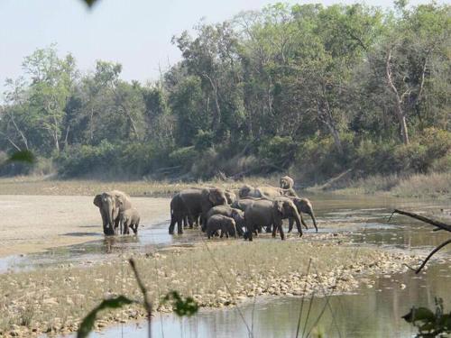 Nature Safari Lodge