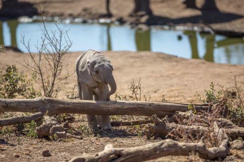 Royal Madikwe Luxury Safari Lodge