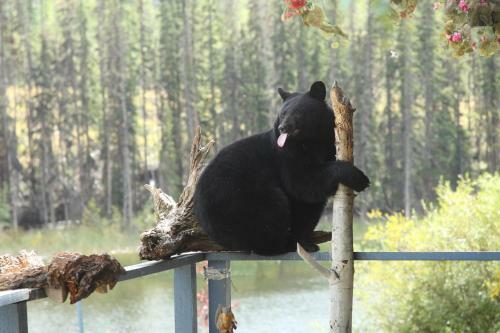 Hotel Lac Le Jeune Resort & Nature Centre