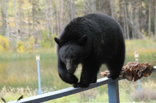 Hotel Lac Le Jeune Resort & Nature Centre