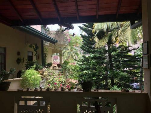 Hostal Palm Grove