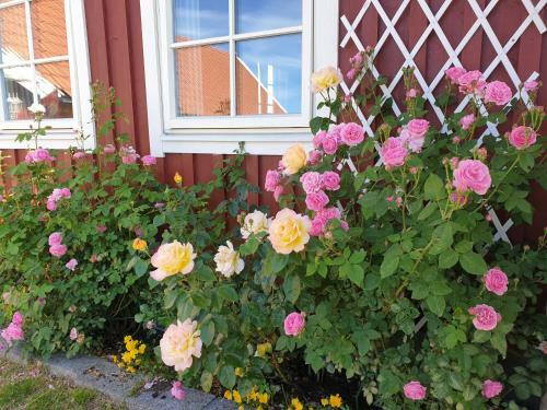 Agroturismo Stf Solstickan Hostel Mellbystrand