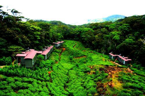 The Rainforest Ecolodge - Sinharaja