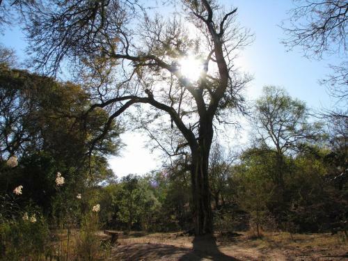 Zenzele River Lodge