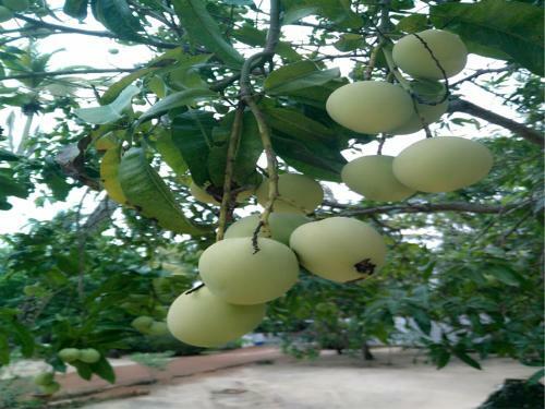 Bed & Breakfast Achayans Homestay Mararikulam