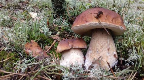 Apartamento Pensjonat Natura