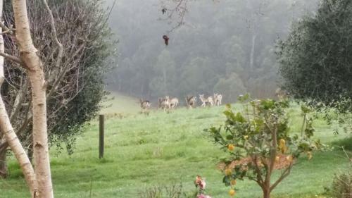 Hostal Pear Tree Cottage Bed And Breakfast