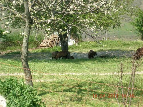 Bed & Breakfast Casa Taiola