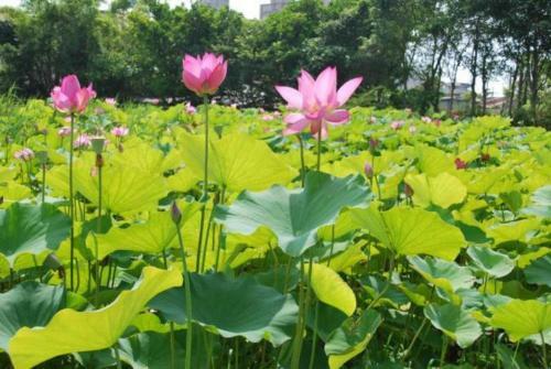 Bed & Breakfast Lotus Hostel Beicheng Zhuang