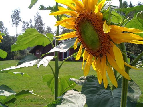 Agroturismo Aliai