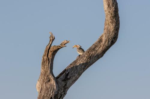 The River Lodge At Thornybush