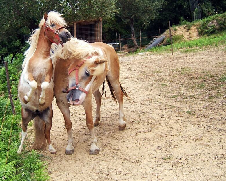 Agroturismo Agriturismo San Leonardo