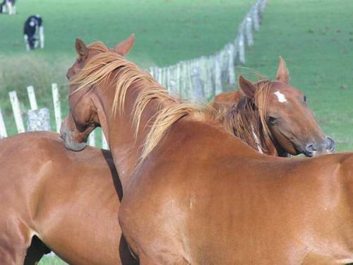 Agroturismo Estancia Hosteria El Ceibo