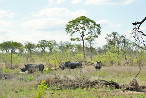 Hostal Rhino Walking Safaris