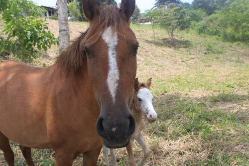 Agroturismo Finca Hoster�a Bella Aurora