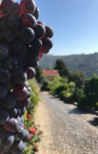 Agroturismo Private Douro- Quinta Das Susandas