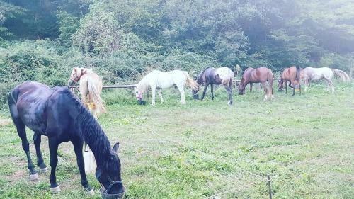 Agroturismo Agriturismo Podere Del Lepre