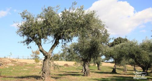 Agroturismo Casa Das Magnolias