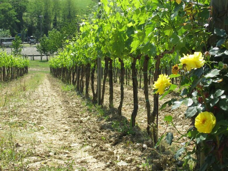 Agroturismo Agriturismo Corte Benedetto