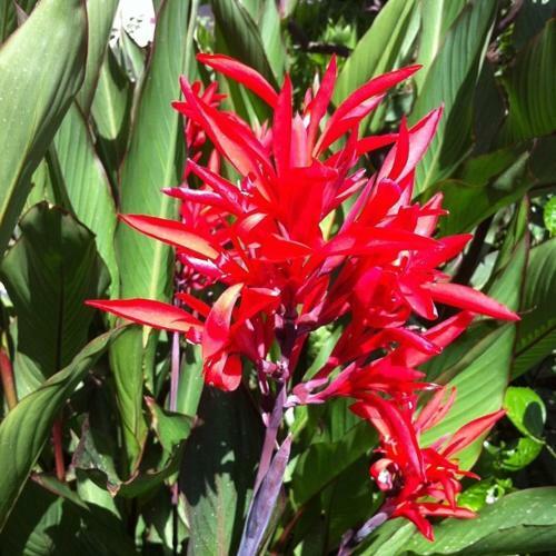 Hotel Flower Villa Apart