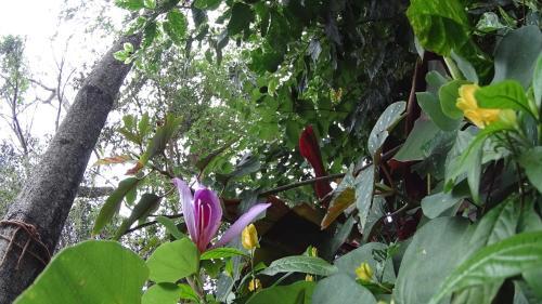 Bed & Breakfast Residencial Iguazu Villa 14