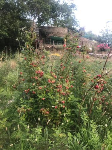 Agroturismo Cortijo Los Iberos "casa Ibero"