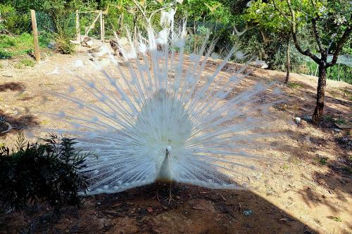 Agroturismo Salgadinho Casa De Campo & Selao Da Eira Velha