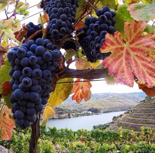 Agroturismo Curral De L Tiu Pino