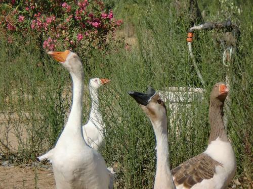 Agroturismo Monte Chala�a - Turismo Rural