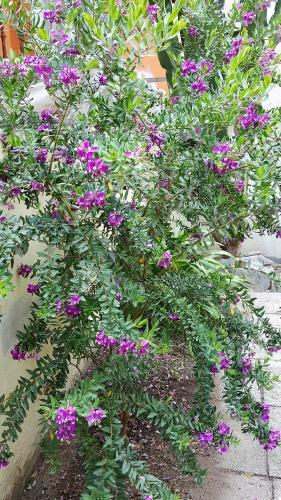 Bed & Breakfast Il Giardino Del Nespolo