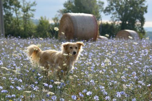 Agroturismo Agriturismo Il Sasso