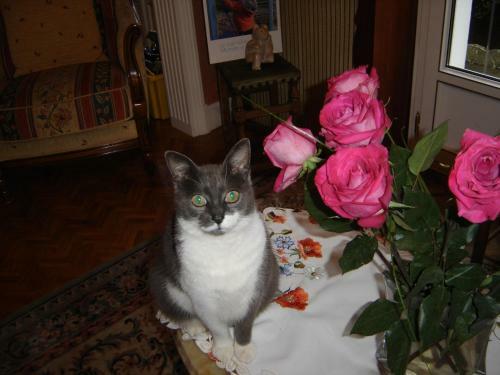 Bed & Breakfast Chambres D'h�tes Ty Mezad