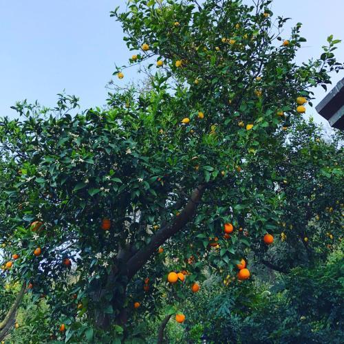 Bed & Breakfast L' Arancio In Fiore