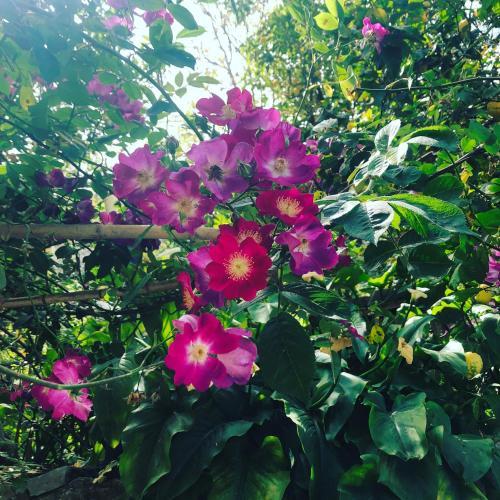 Bed & Breakfast L' Arancio In Fiore