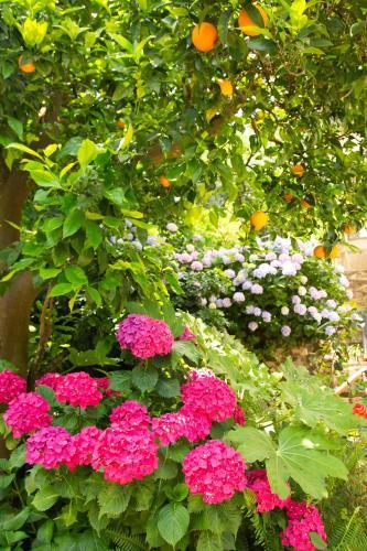 Bed & Breakfast L' Arancio In Fiore