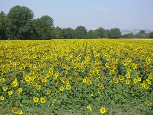 Agroturismo Country House Le Case Coloniche