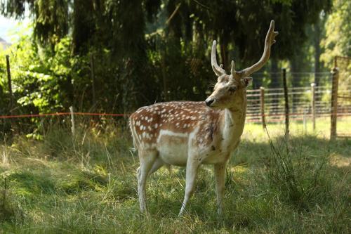 Bed & Breakfast Chambres D'h�tes La Corne Aux Vaches