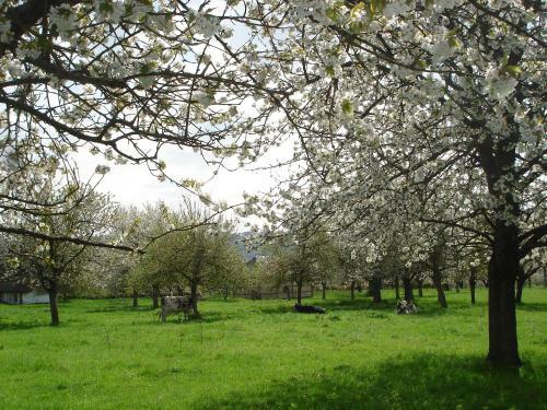 Bed & Breakfast Chambres D'h�tes Au Temps Des Cerises