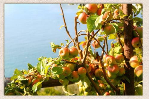 Bed & Breakfast Villa Ketty Resort