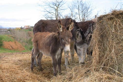 Agroturismo Agriturismo Il Marrugio