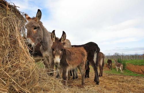 Agroturismo Agriturismo Il Marrugio