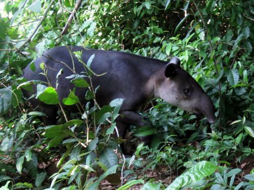 Corcovado Adventures Tent Camp