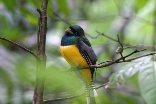 Corcovado Adventures Tent Camp
