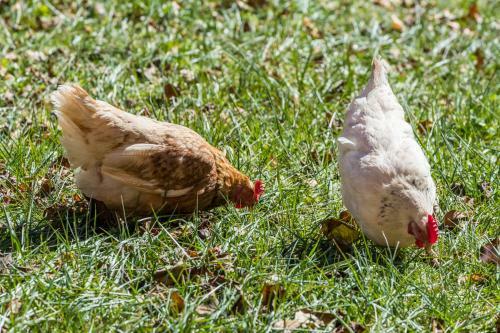 Agroturismo Agritur Ciasa D� Par�