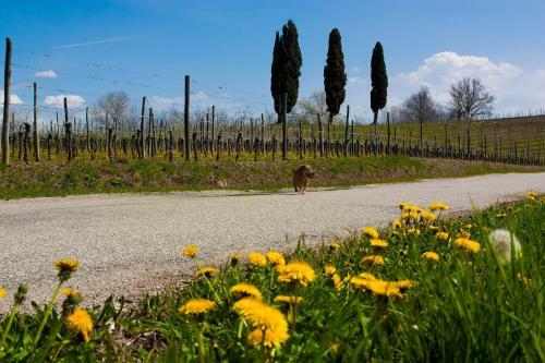 D'orsaria B&B And Wines