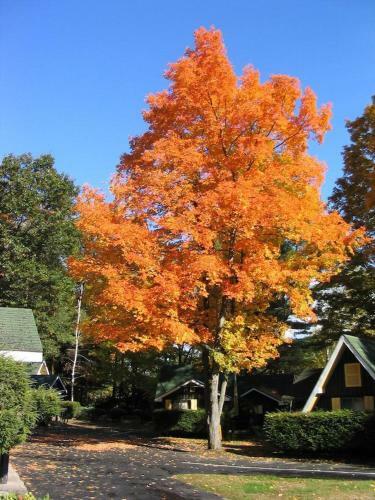 Amber Lantern Efficiency Cottage