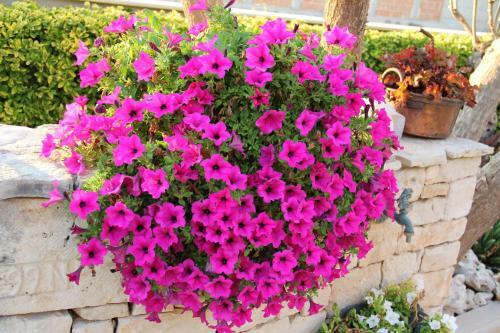 B&B La Rosa Blu